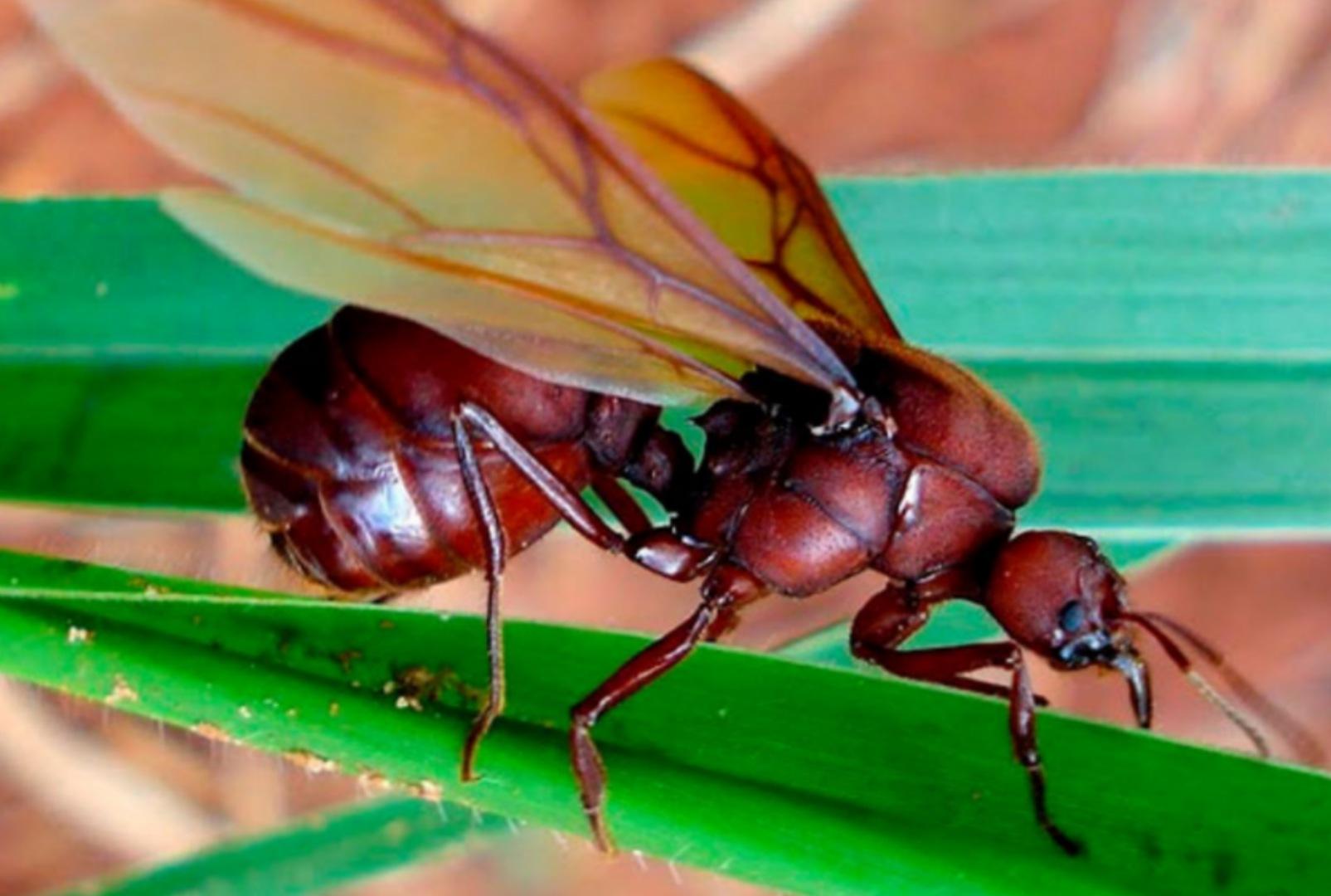 foto de Biólogo explica o aparecimento das “gigantescas” formigas na nossa região