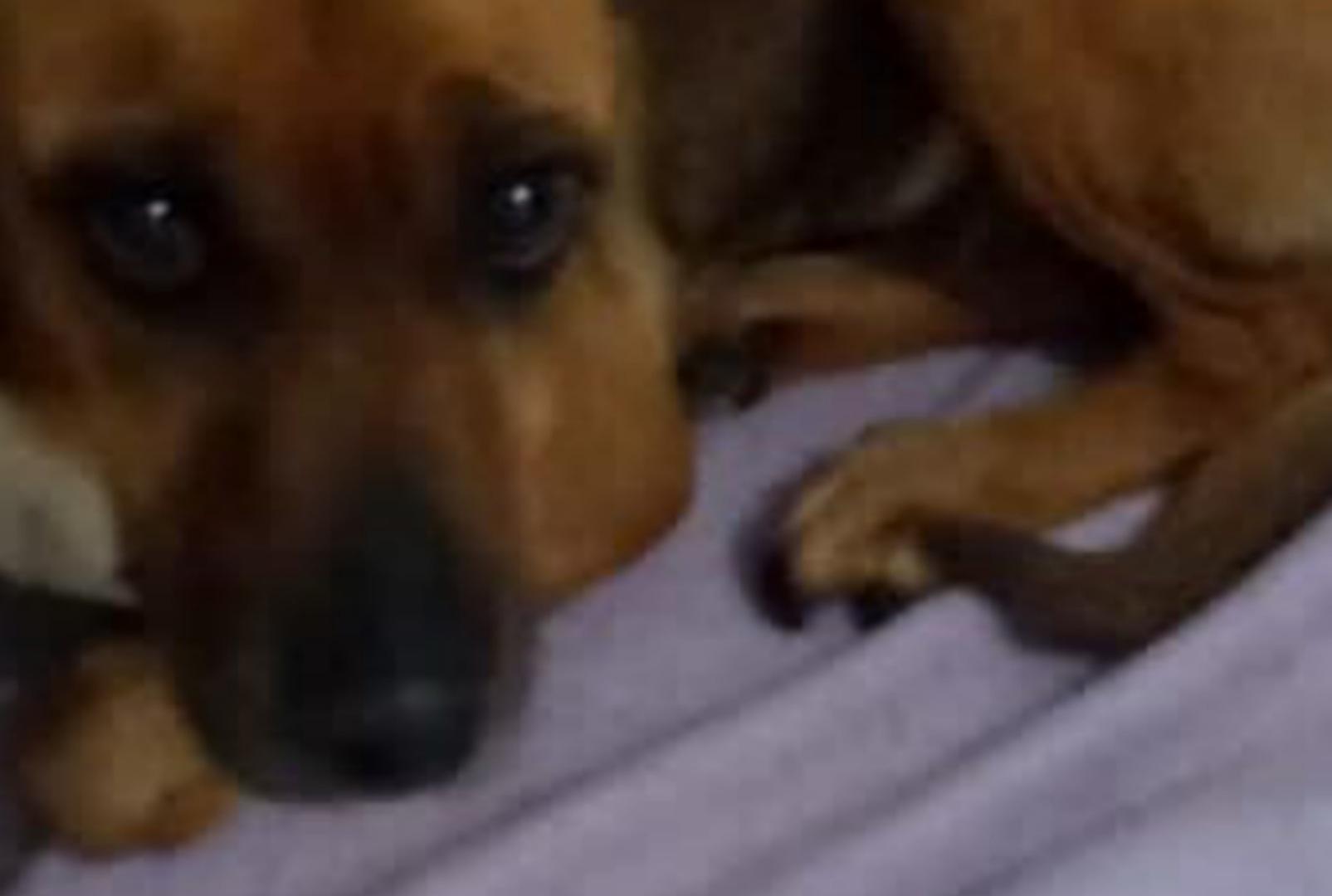 foto de Idoso é preso suspeito de praticar sexo com cadela em Sarandi