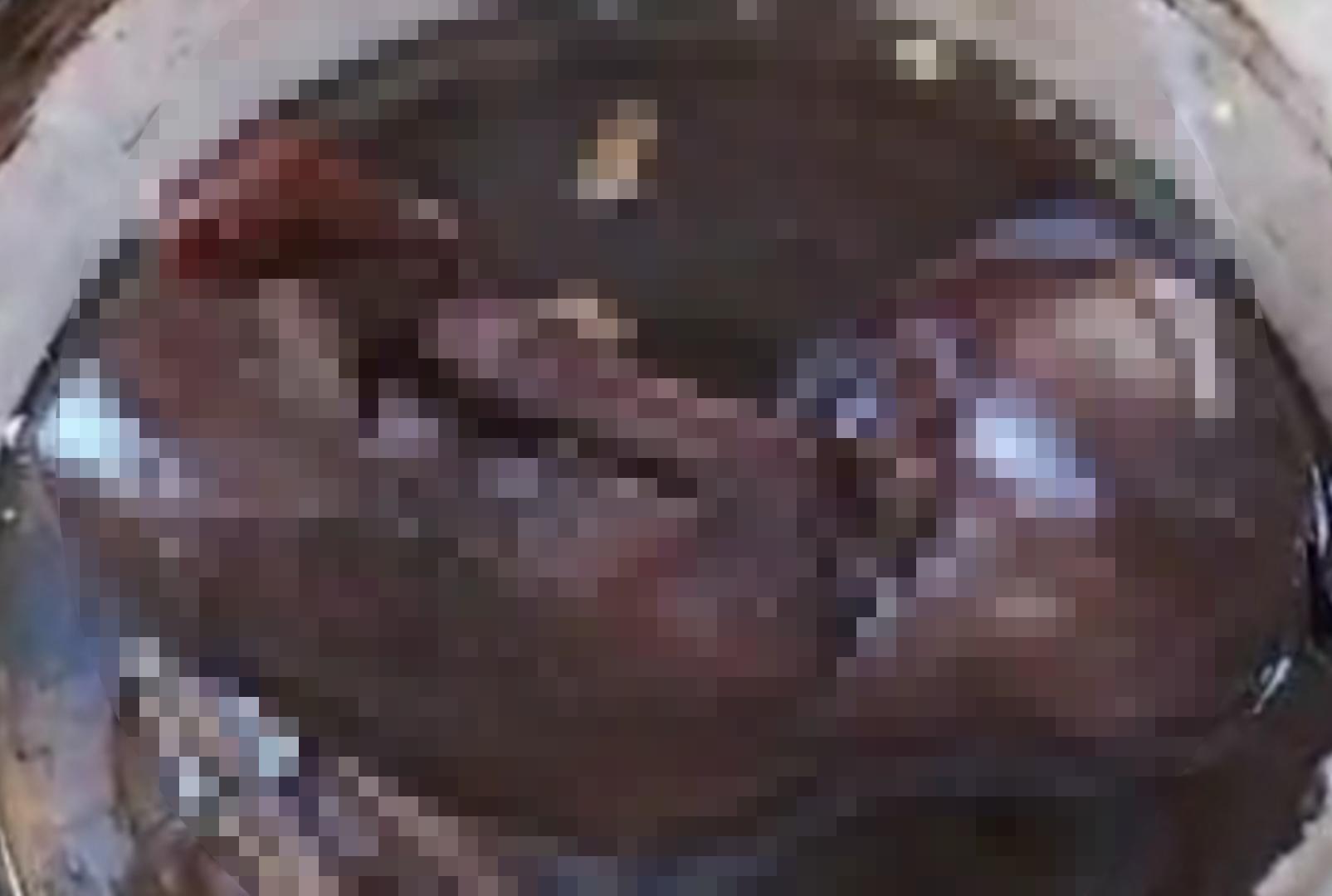 foto de Feto humano é encontrado abandonado em Maringá