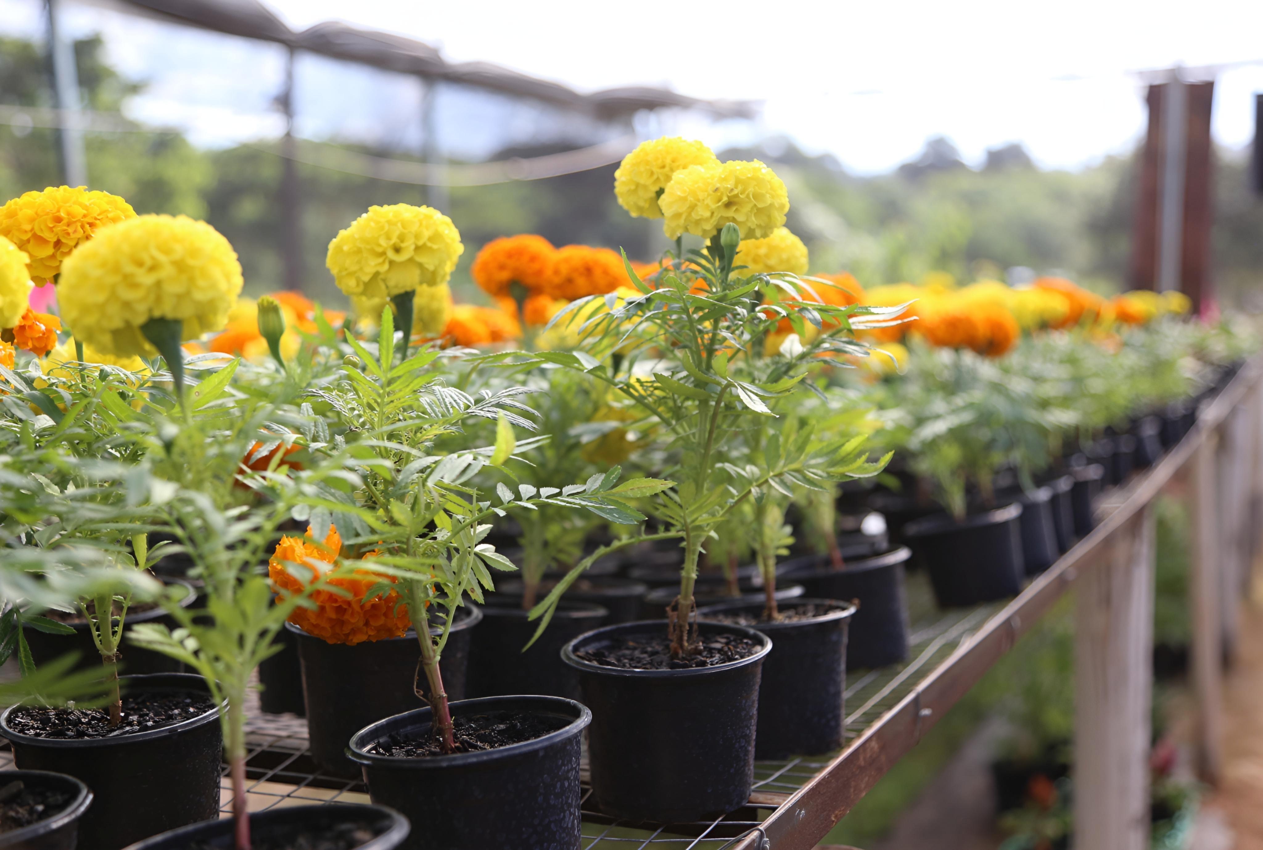 foto de Com plantas a partir de R$ 2, Festa das Flores começa nesta quinta-feira, 7