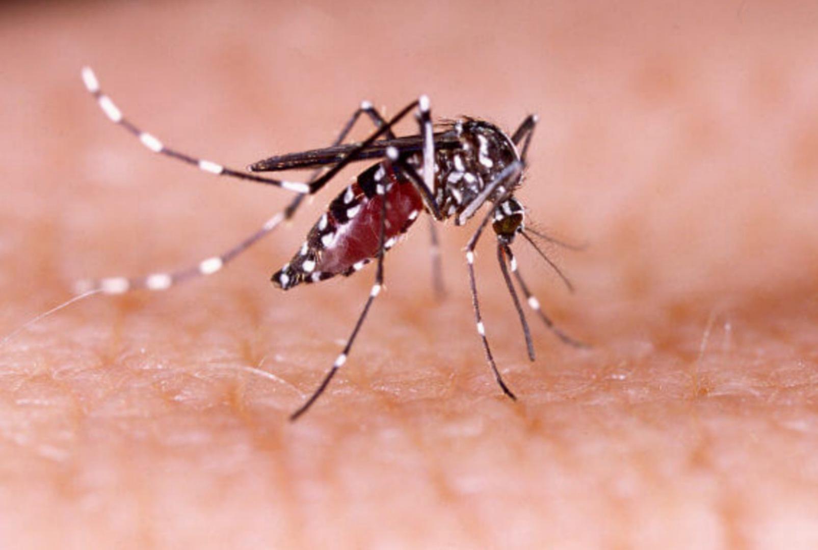 foto de Boletim da dengue: Paraná contabiliza mais 292 novos casos da doença