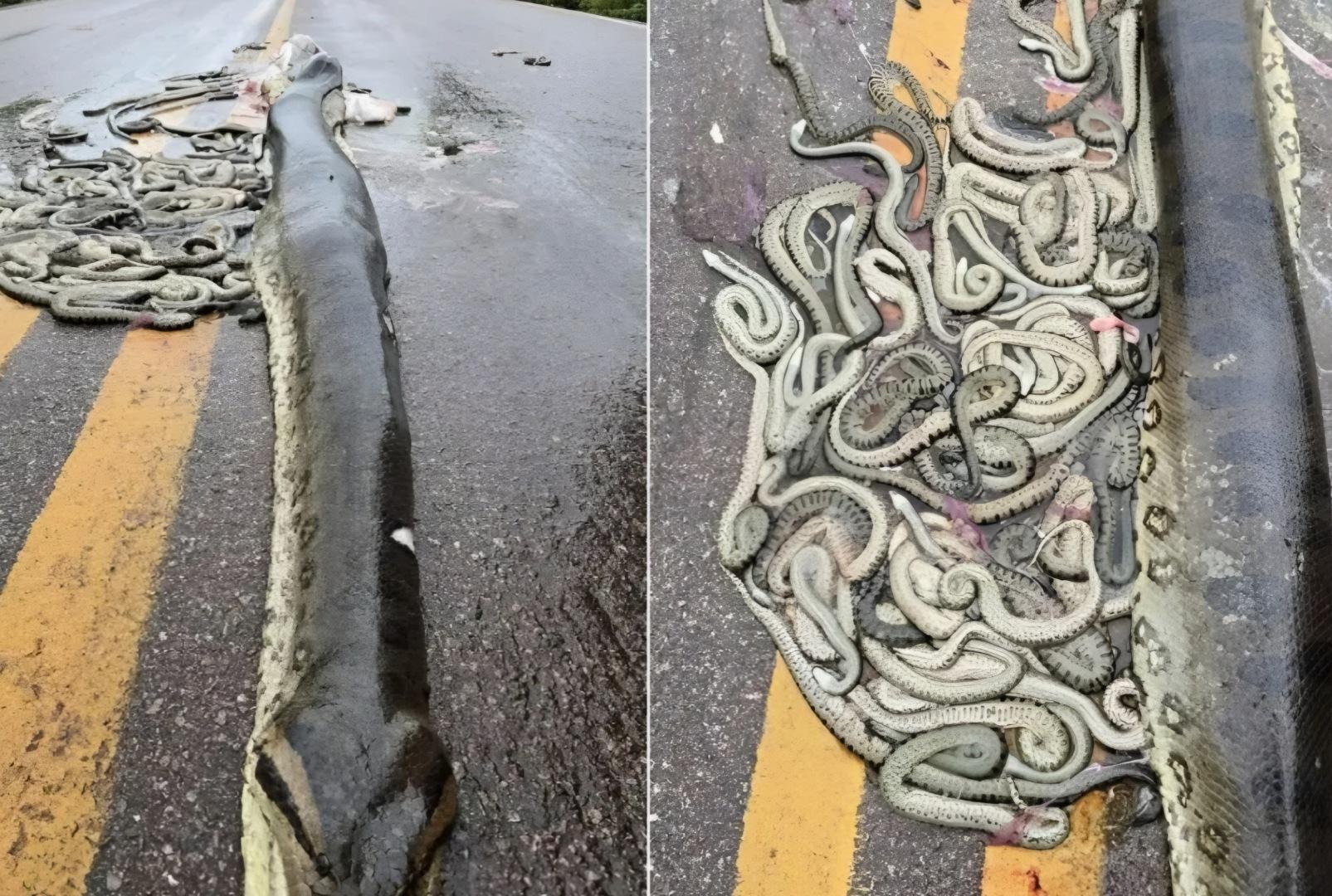 foto de Sucuri-verde que morreu após atropelamento estava no final da gestação
