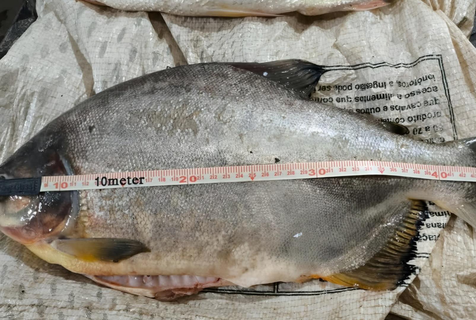 foto de Polícia Militar Ambiental intensifica ações contra pesca ilegal durante Piracema