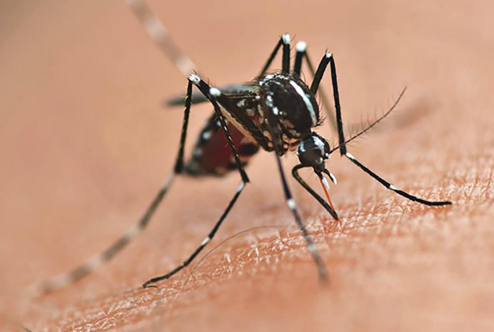 foto de Prefeitura de Maringá intensifica combate à dengue com borrifação de inseticida em áreas de grande circulação