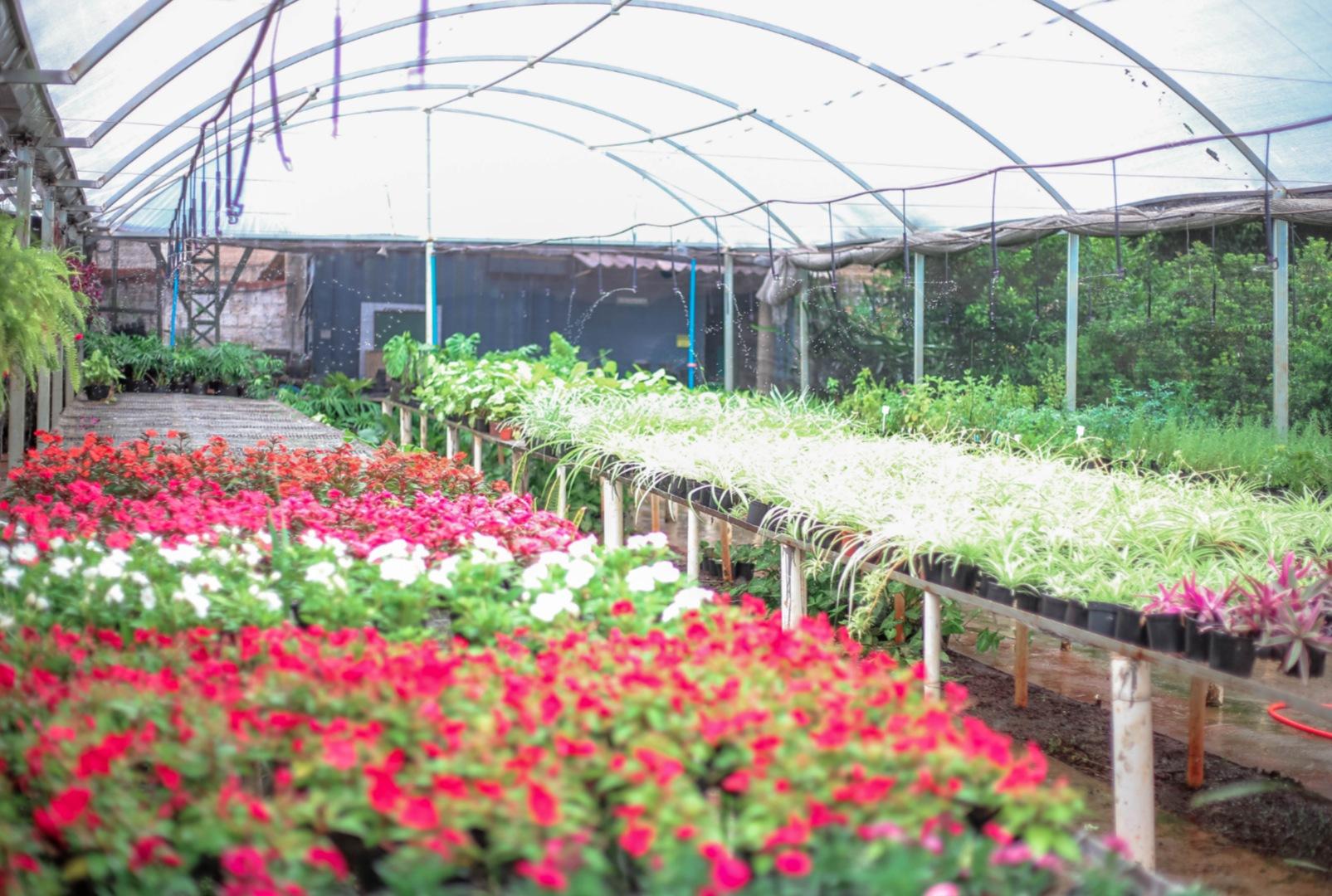 foto de Prefeitura promove Festa das Flores no Viveiro do Jardim Piatã com plantas a partir de R$ 2