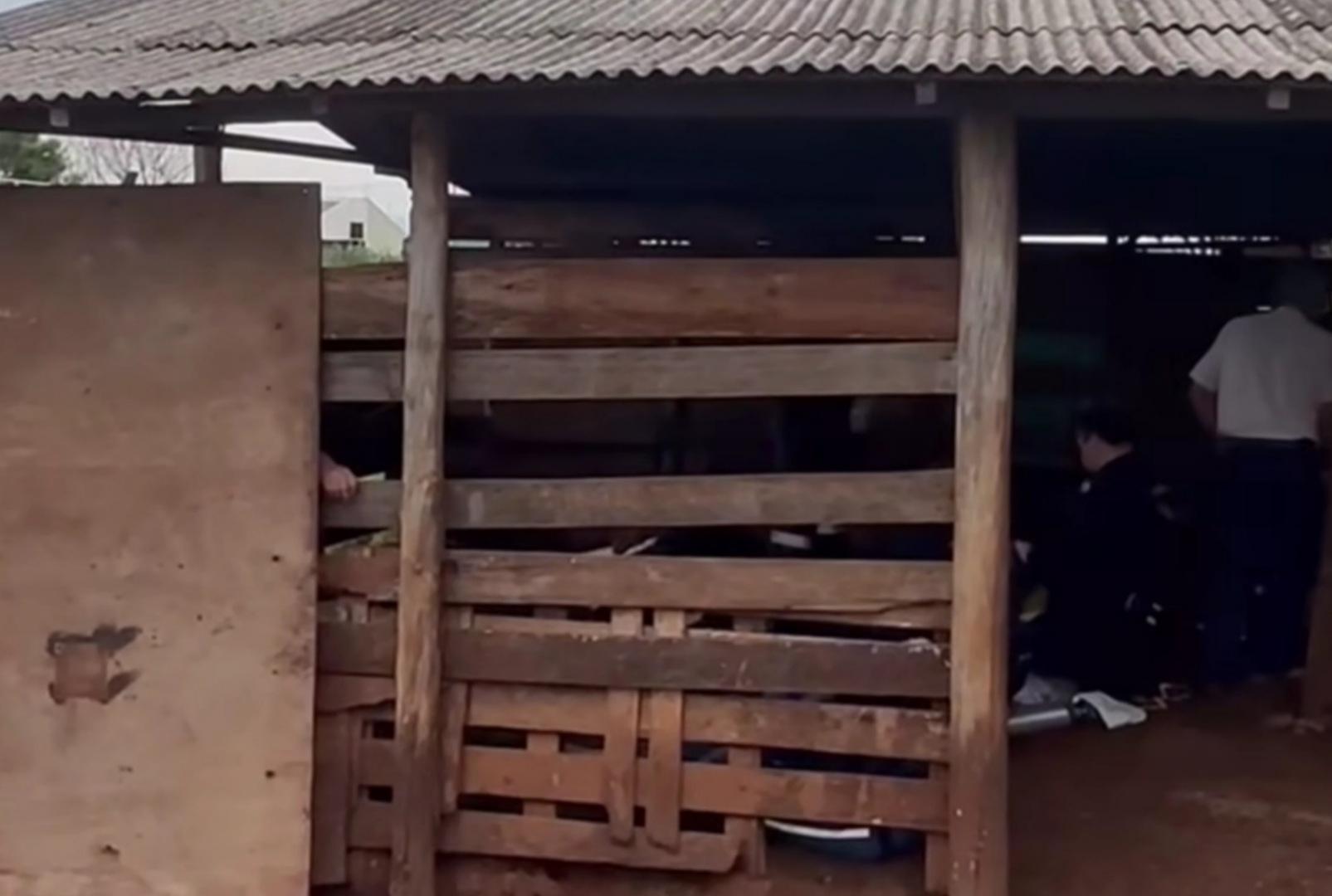 foto de Rapaz fica em estado grave após sofrer ataque de marimbondos em Iguatemi