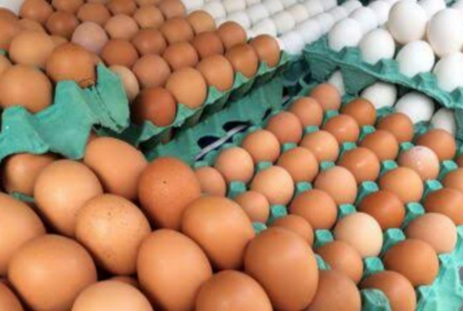 foto de Paraná vai destruir 10 milhões de ovos para conter gripe aviária