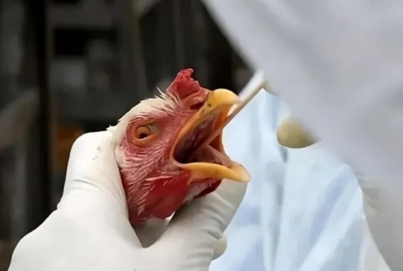 foto de Gripe aviária: Brasil confirma dois focos e investiga seis casos