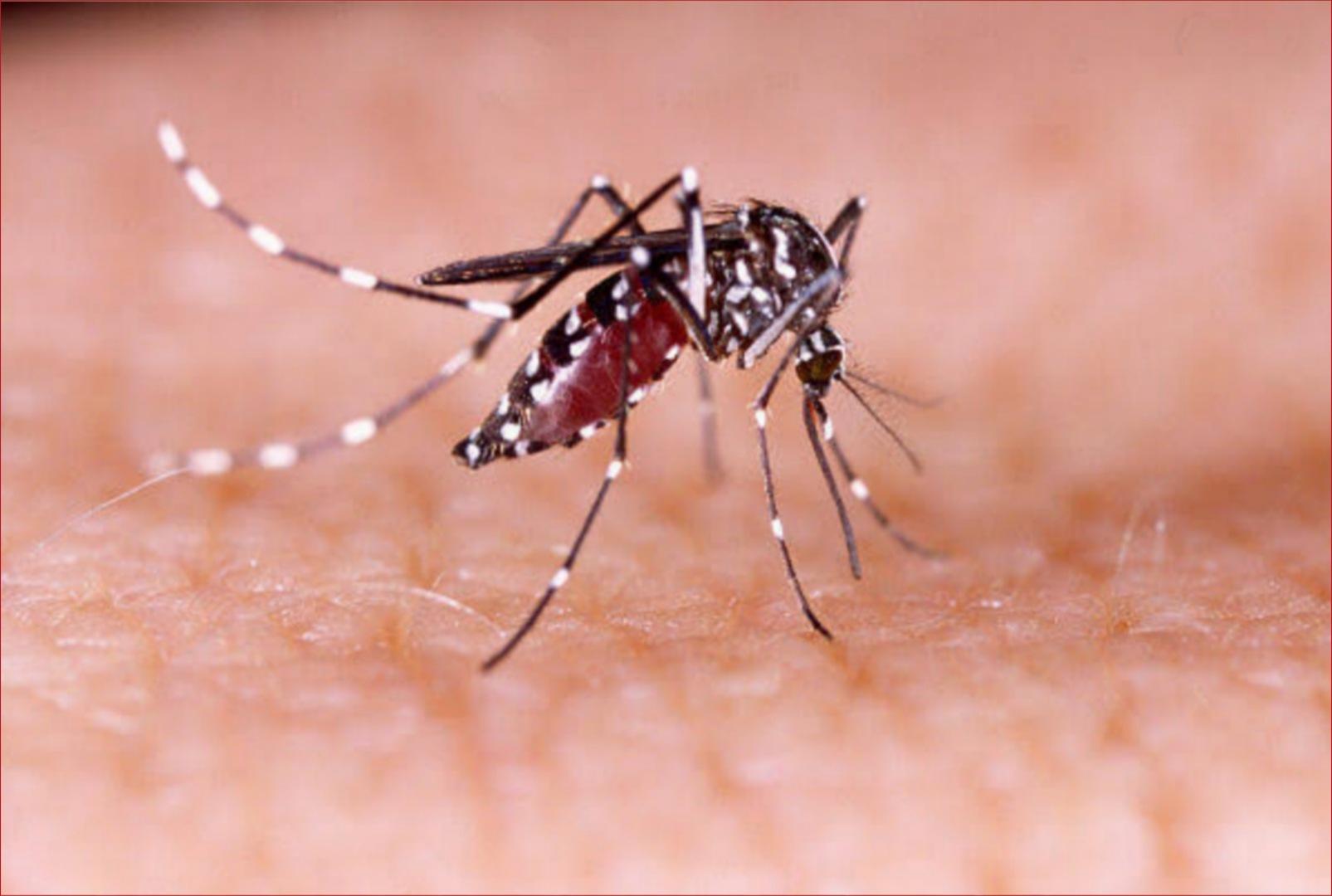 foto de Informe semanal da dengue registra mais 3.302 casos e três óbitos no Paraná