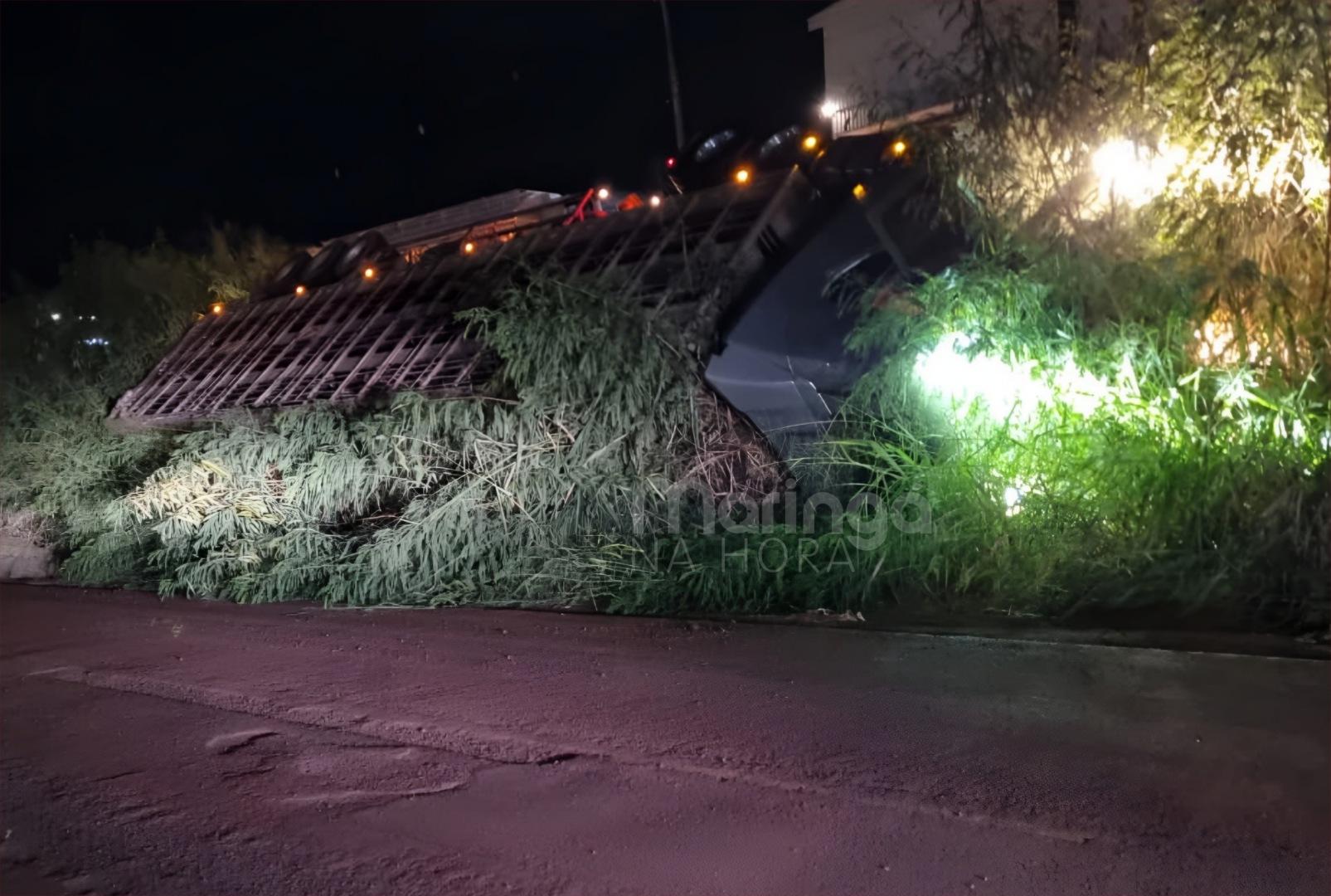 foto de Vídeo: Carreta com porcos tomba em Maringá