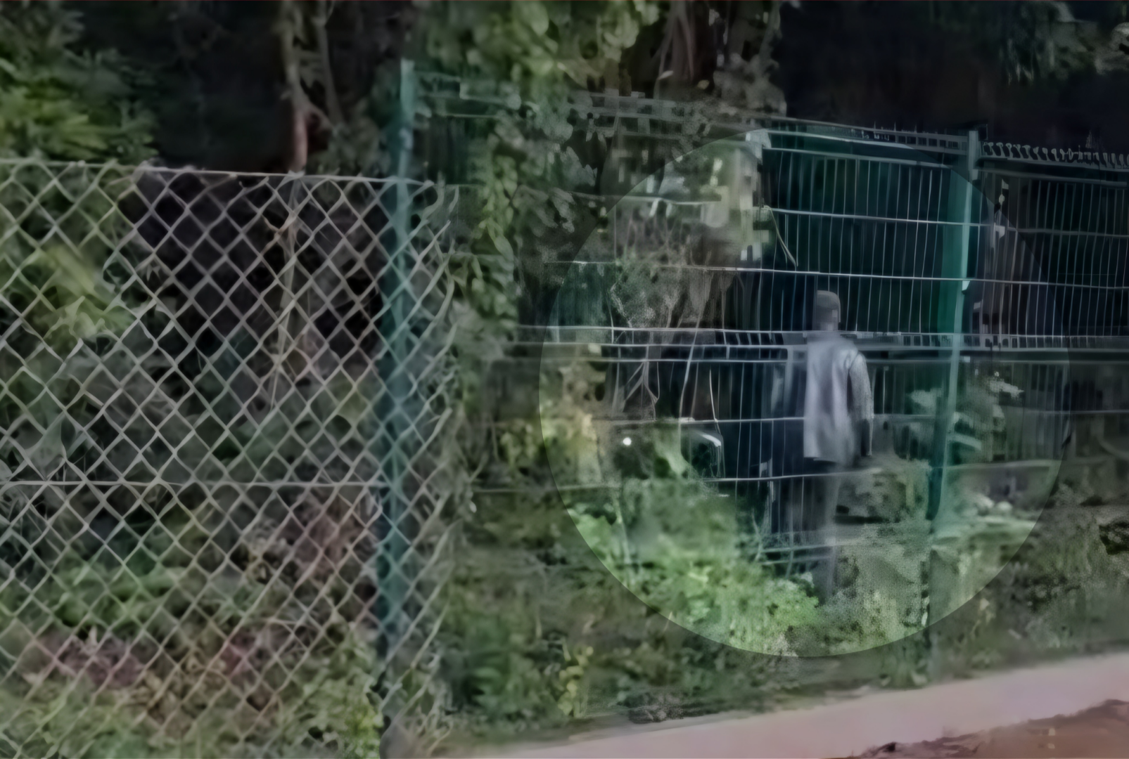 foto de Vídeo mostra homem entrando no bosque em Maringá por cerca danificada: falha expõe riscos à segurança e ao meio ambiente