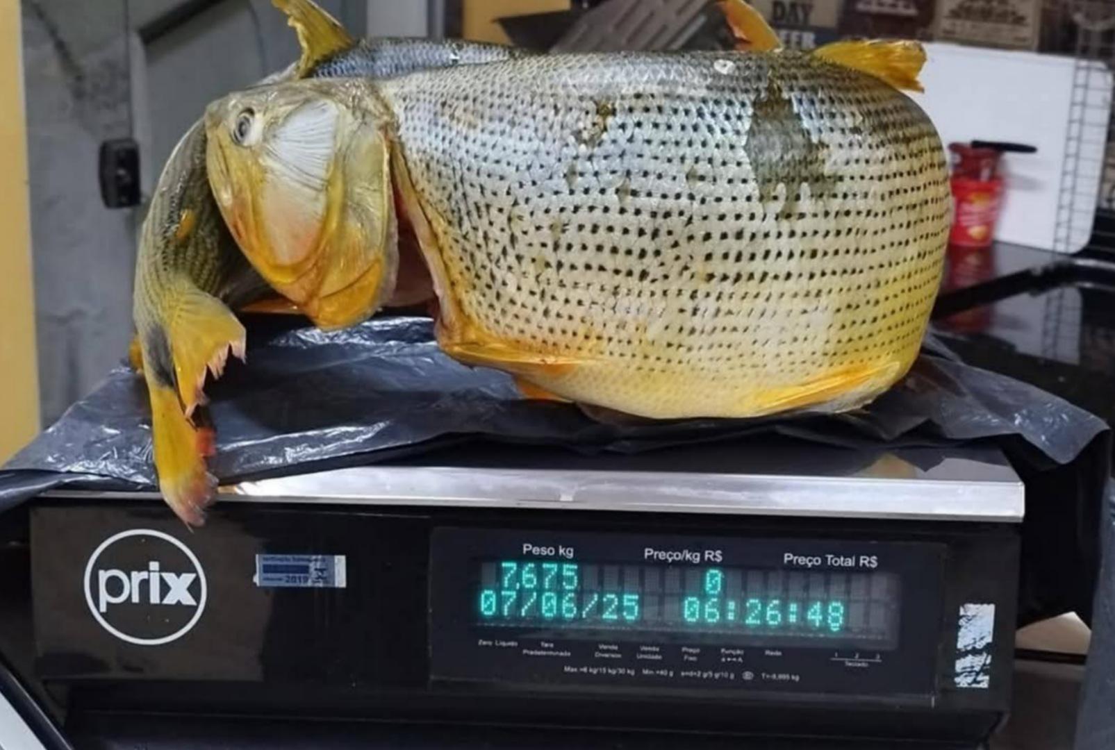 foto de PM Ambiental apreende pescado proibido e prende indivíduo em flagrante