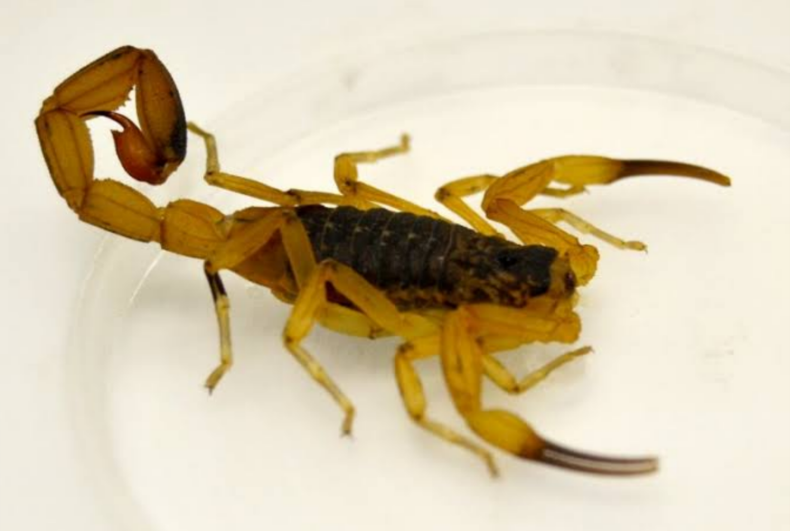 foto de Especialista orienta como identificar rastros de escorpiões amarelos e evitar acidentes