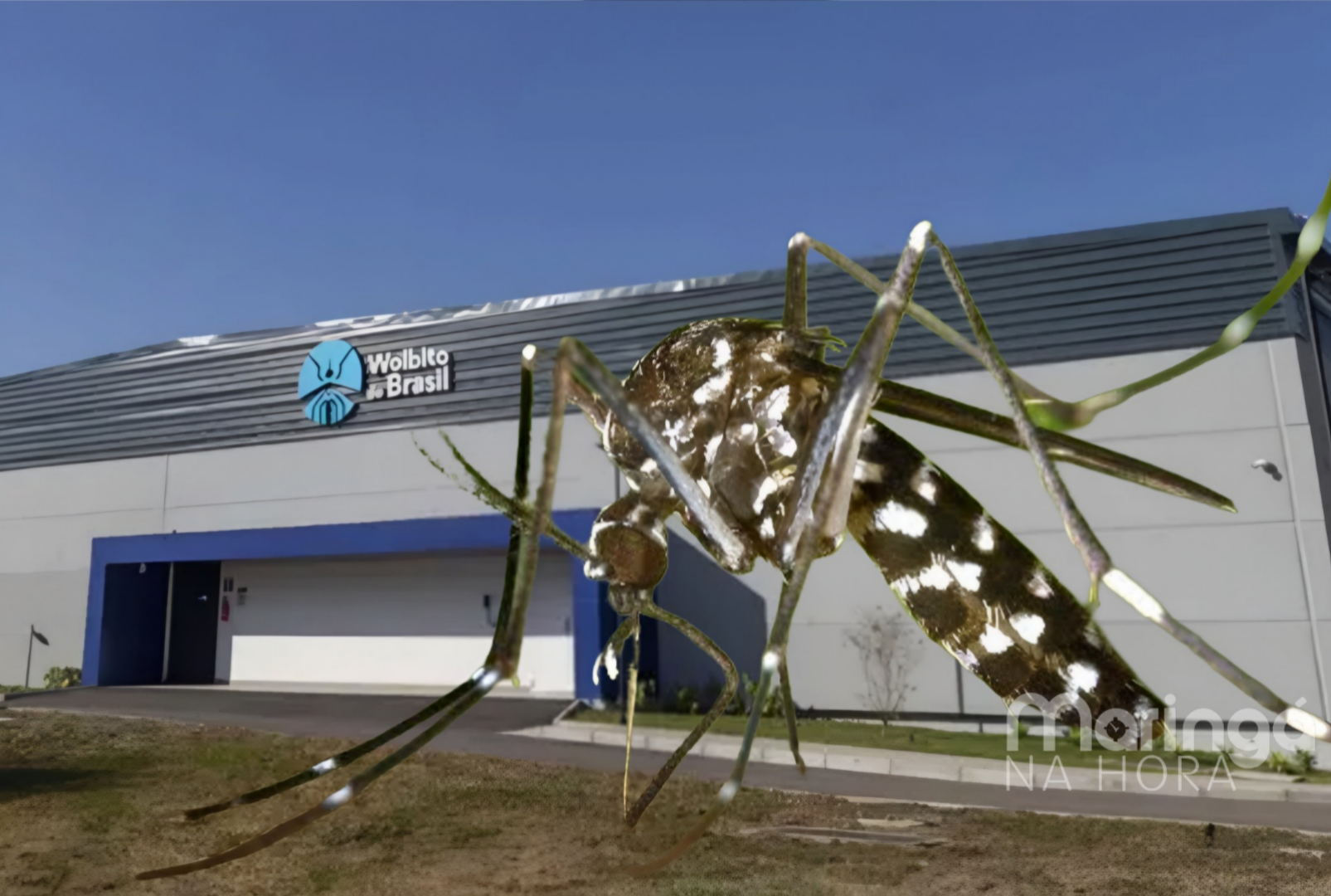 foto de Paraná se torna referência mundial com maior fábrica de mosquitos contra a dengue