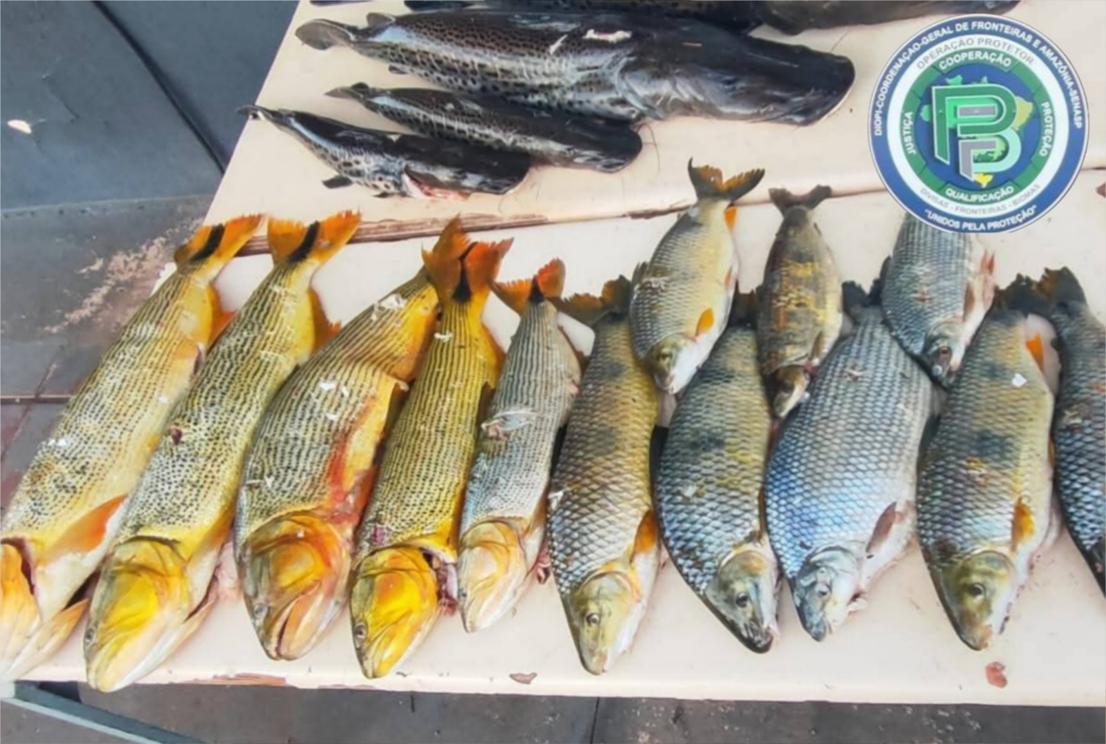 foto de Pesca ilegal: homem é preso com 89 kg de peixes e equipamentos avaliados em R$ 100 mil