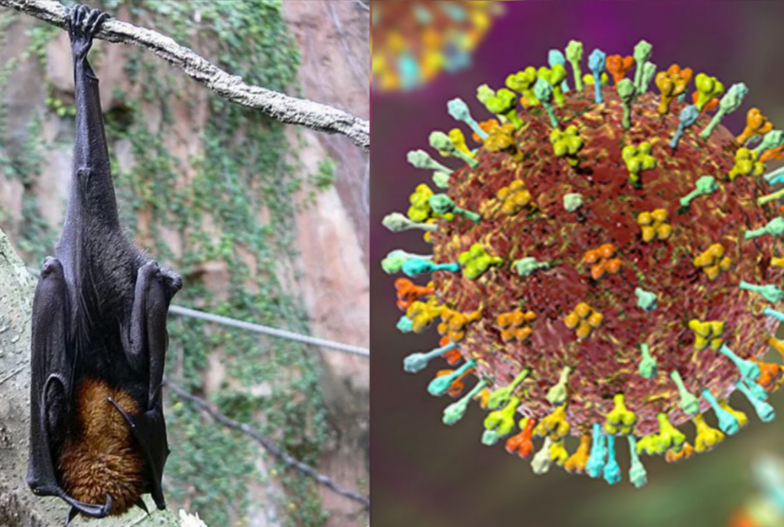 foto de Vírus Nipah: pode chegar ao Brasil e causar surtos?