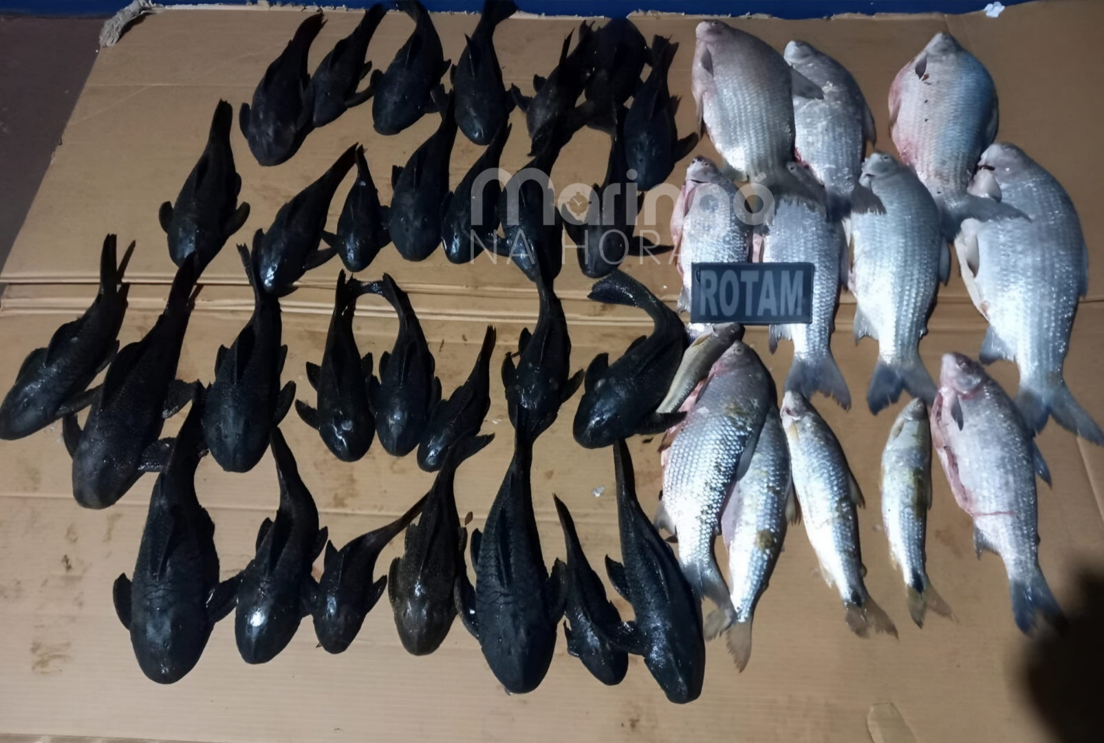 foto de Operação no Paraná resulta em prisões e mais de R$ 41 mil em multas por pesca ilegal