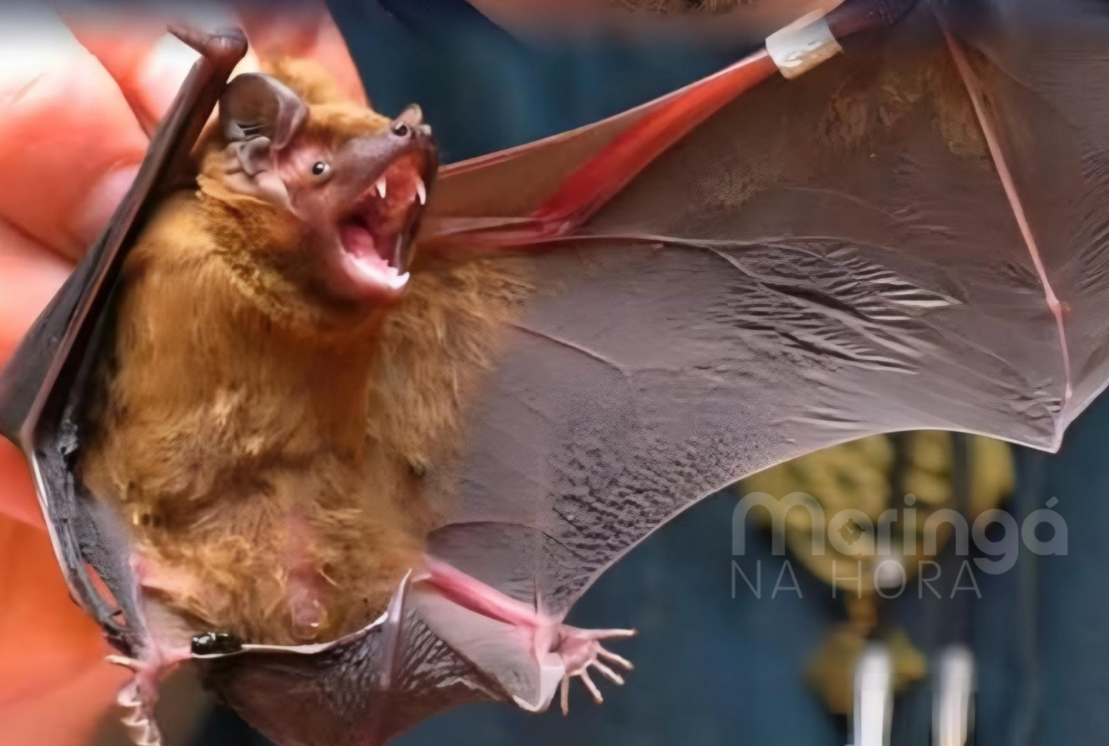 foto de Vírus Nipah chegou ao Brasil? O carnaval é motivo de preocupação?