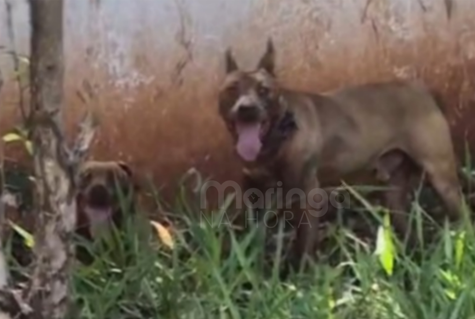foto de Homem é entubado e pode ter um dos braços amputado após ataque de pitbulls em Maringá