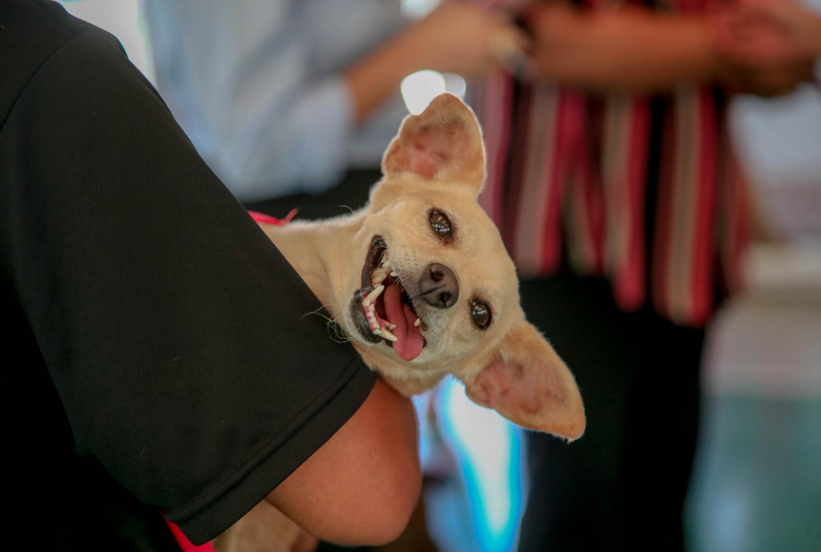 CastraPet abre inscrições para 700 castrações gratuitas em Maringá; saiba como participar
