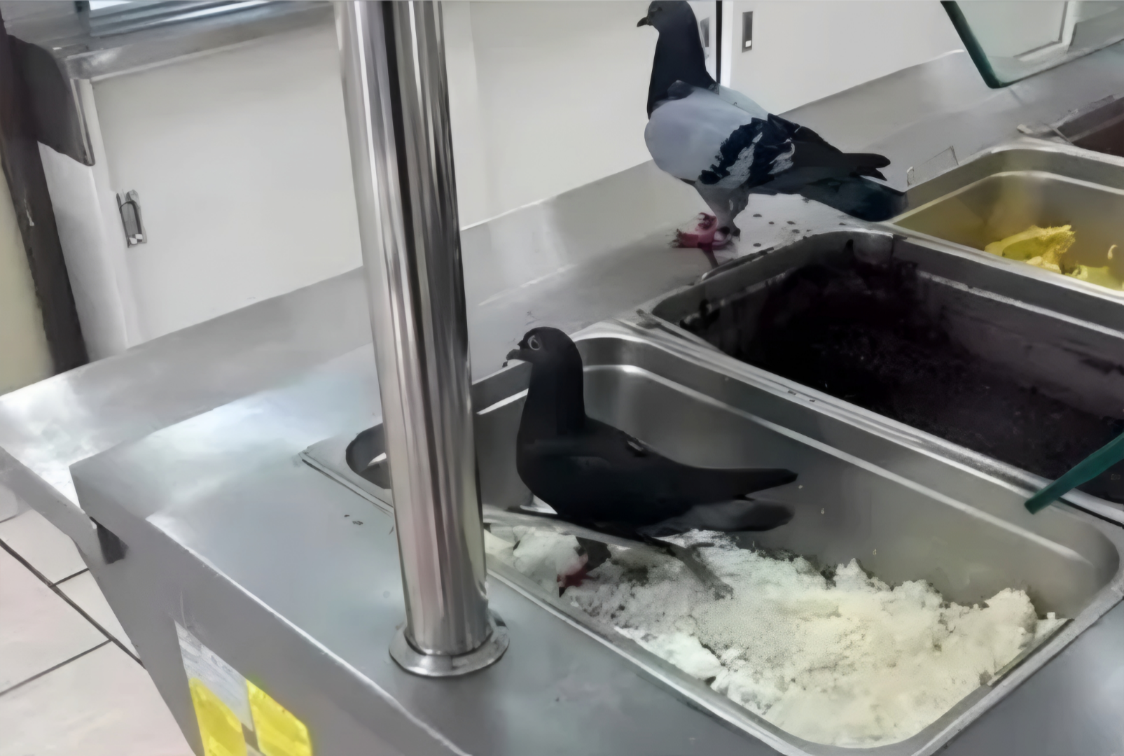 Pais de alunos denunciam presença de pombos e larvas na comida de escola no Paraná