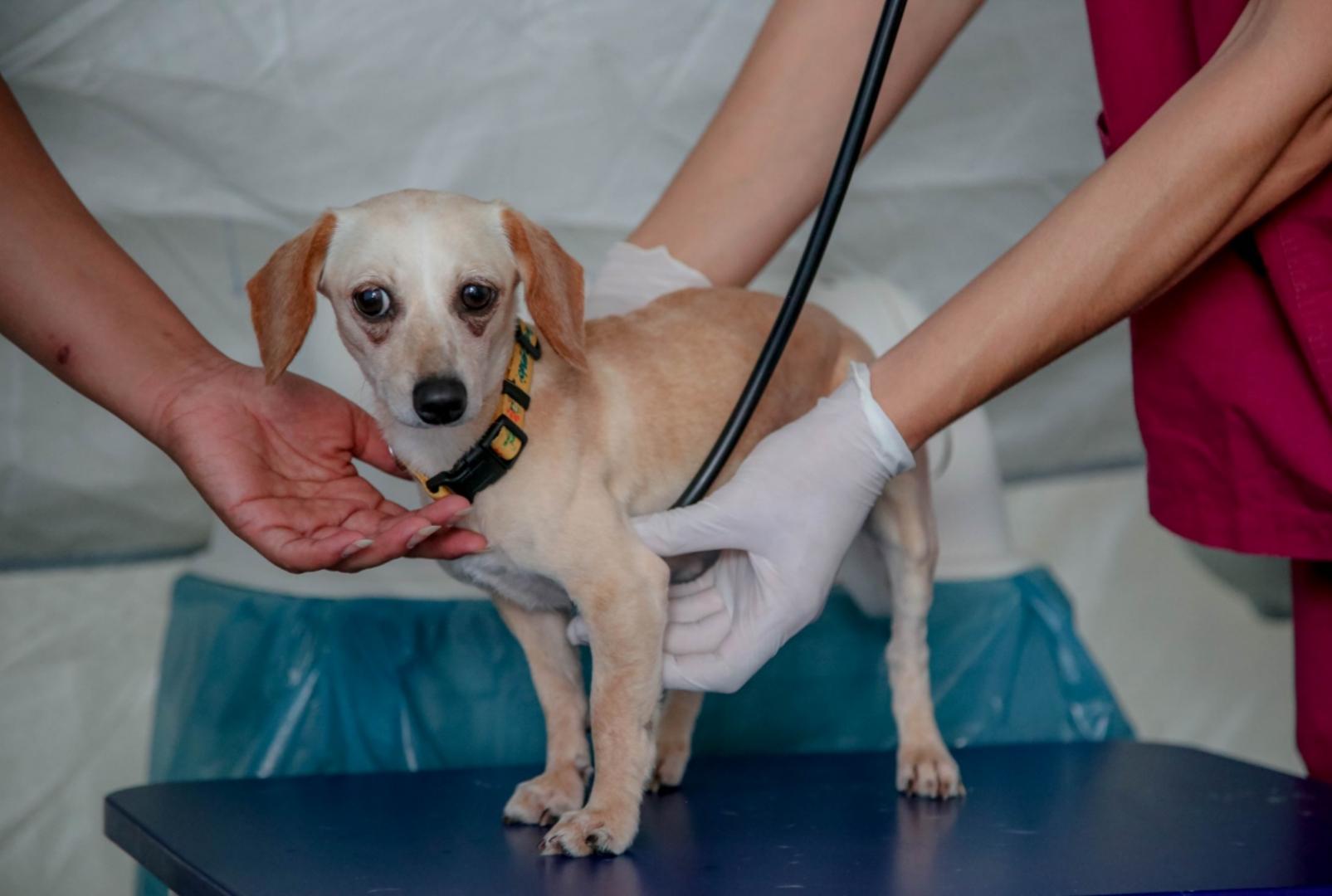 foto de CastraPet abre novas inscrições em Maringá nesta segunda (16); veja quem pode participar