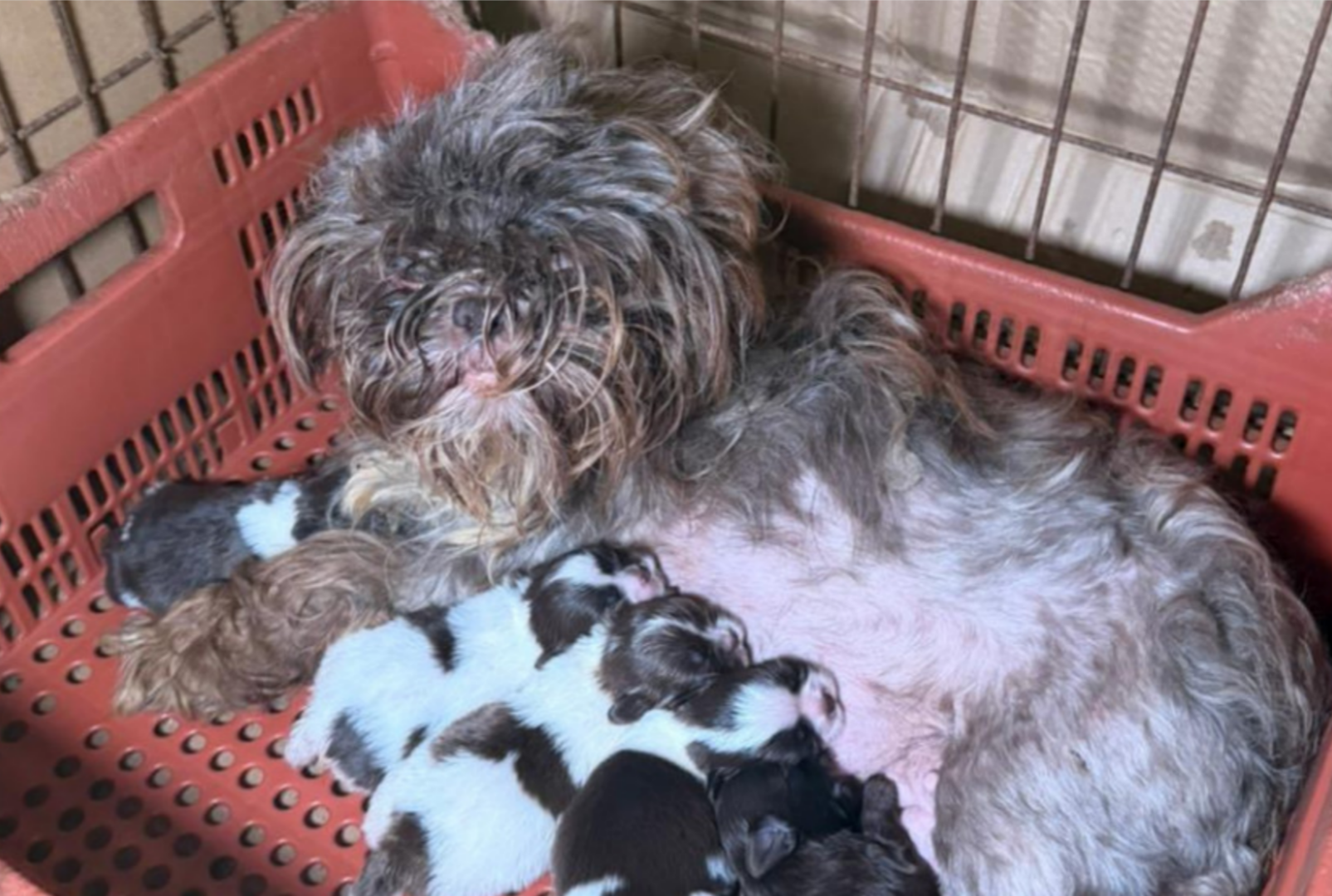 Veterinária é presa após 80 cães serem resgatados de maus-tratos no Paraná