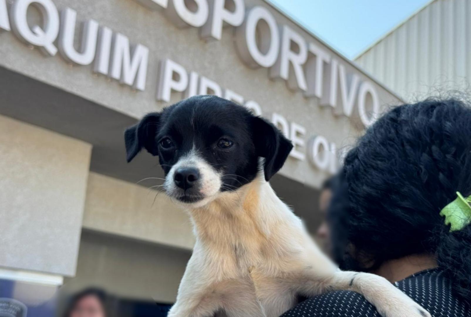 foto de Programa CastraPet prorroga inscrições até sexta-feira (27) em Maringá; veja como participar