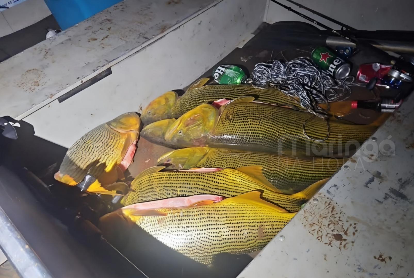 foto de Seis pessoas são presas com 92,6 kg de dourado em área proibida no Paraná