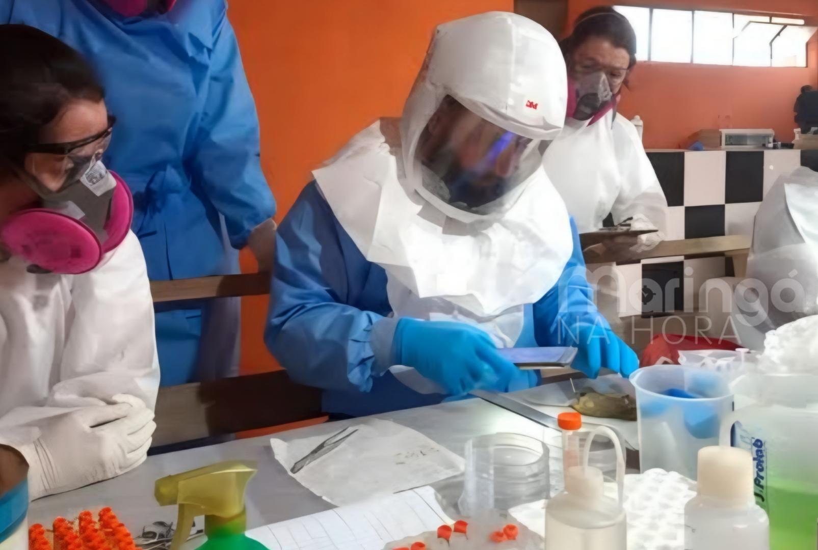 foto de Paraná registra casos raros de hantavirose e reforça alerta; veja sintomas