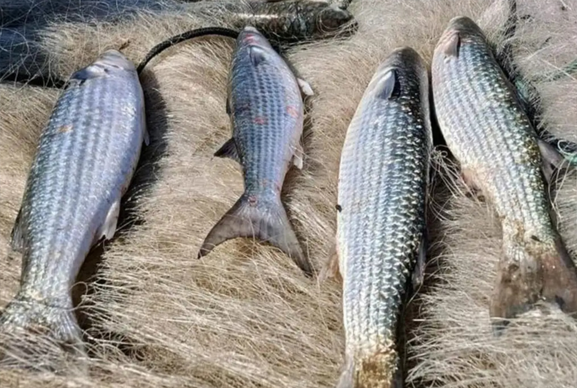 Brasil atinge limite e pesca da tainha é suspensa; entenda