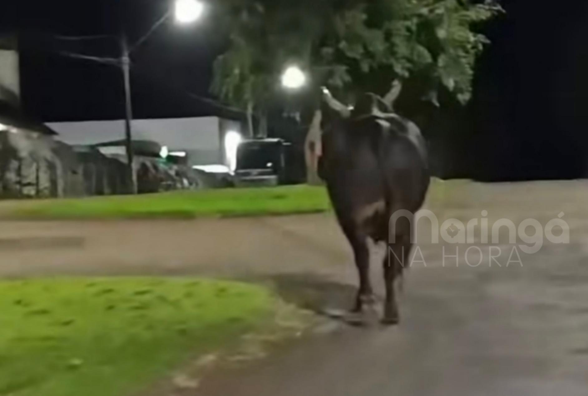 Maringaense morre após ser atingida por touro que corria pelas ruas de Barbosa Ferraz