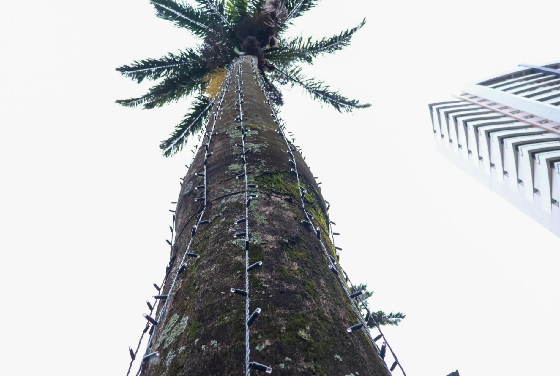 foto de ‘Maringá Encantada 2026’: cidade se prepara para viver a magia do Natal com início da instalação das luzes