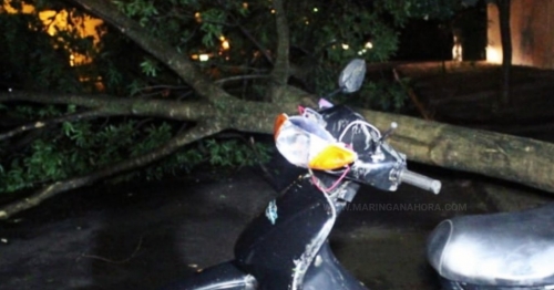 Árvore caída em rua, causa grave acidente em Sarandi