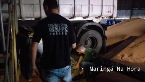 foto de Denarc apreende grande quantidade de maconha em Maringá 