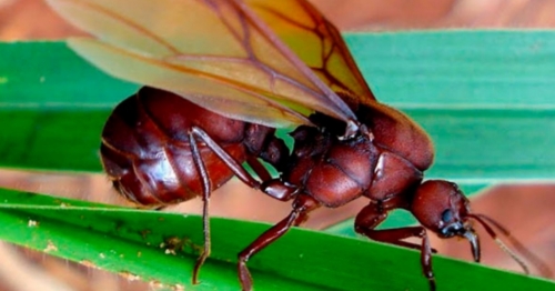 Biólogo explica o aparecimento das “gigantescas” formigas na nossa região