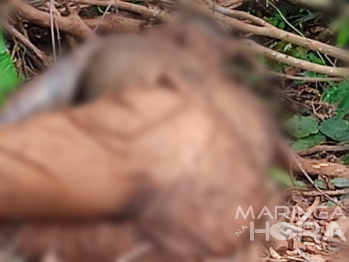 foto de Corpo é encontrado em avançado estado de decomposição na região de Maringá