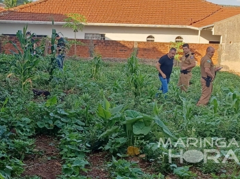 foto de Senhor vai fazer limpeza de terreno em Mandaguaçu e encontra jovem morto