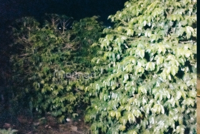 foto de Trans é encontrada morta próximo de cova em Sarandi