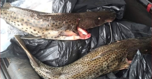 Duas pessoas são presas por pesca durante a piracema no Rio Ivaí