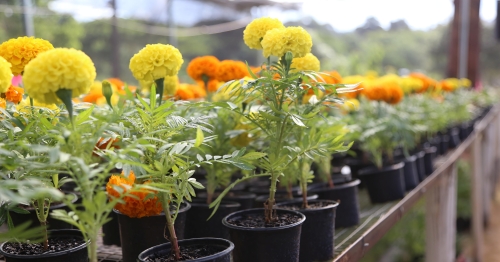 Com plantas a partir de R$ 2, Festa das Flores começa nesta quinta-feira, 7