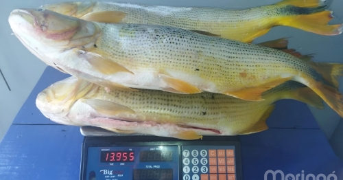 Polícia Ambiental prende homem por pesca ilegal durante a Operação Piracema