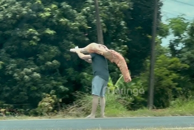 foto de Pessoas abraçam pedaços de carne ao saquearem carga no Paraná