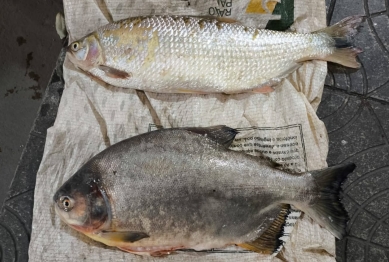 foto de Polícia Militar Ambiental intensifica ações contra pesca ilegal durante Piracema