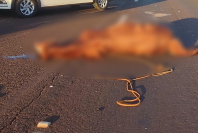 foto de Carro fica destruído após bater em cavalo solto na pista