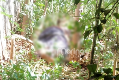foto de Crime de homicídio em Paiçandu