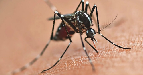 Prefeitura de Maringá intensifica combate à dengue com borrifação de inseticida em áreas de grande circulação