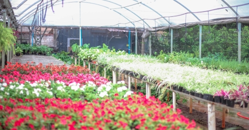 Prefeitura promove Festa das Flores no Viveiro do Jardim Piatã com plantas a partir de R$ 2