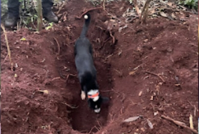 foto de Suspeito de ter envolvimento no desaparecimento de agricultor em Marialva diz que homem foi esquartejado