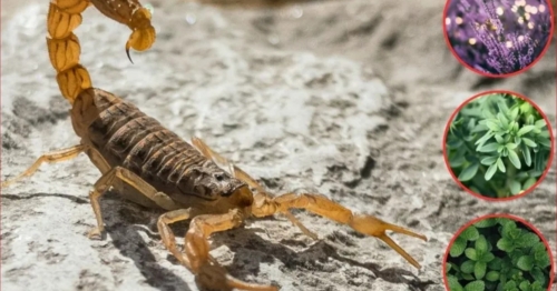 Aqui estão as três plantas que ajudam a afastar escorpiões de sua casa